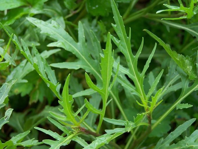 Flerårig Rucola (Diplotaxis tenuifolia ) Spiselig: Ja, bladene. Kategori: Staude Råd: Denne klarer seg helt fint selv.