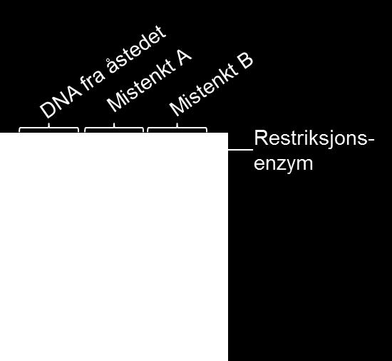 Nei, etter behandling med enzym 1 er båndmønstrene for DNA-prøvene fra åstedet (brønn 1), mistenkt A (brønn 3) og