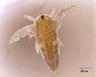 4.4 Biologiske studier Renstoffene ble videre testet for biologisk aktivitet på rekelarver (Artemia salina), Anopheles gambiae -mygg og - mygglarver.
