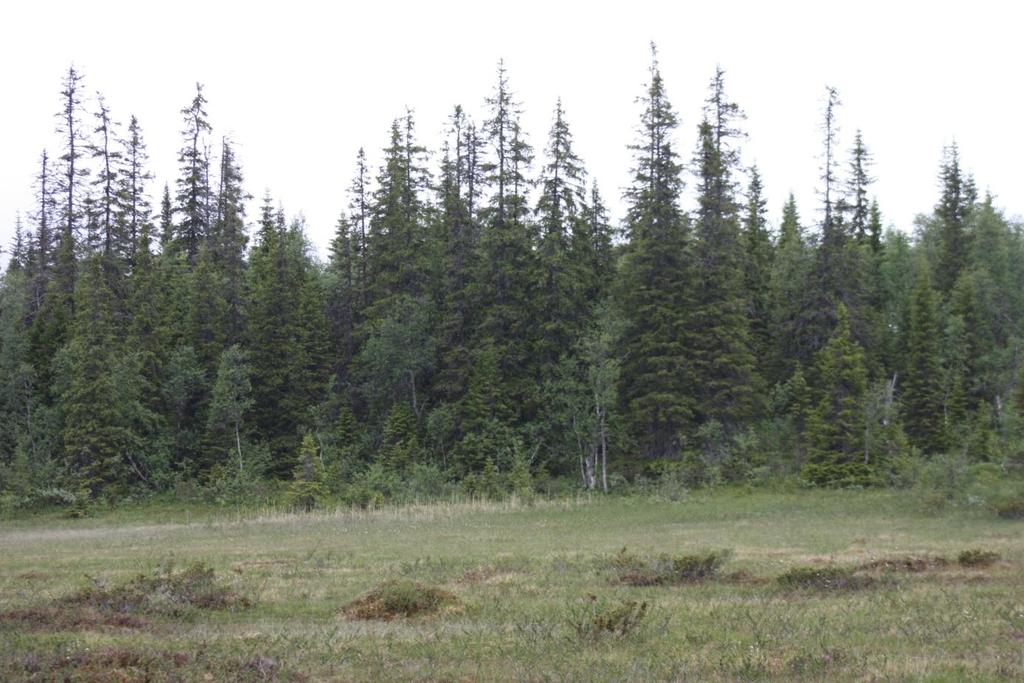 Figur 11: Takrørbestand opp under skogsøy Vest (Foto: Silje Kristin Nygård). Tilsvarende felt med rikmyrsarter er også registrert sør i reservatet.