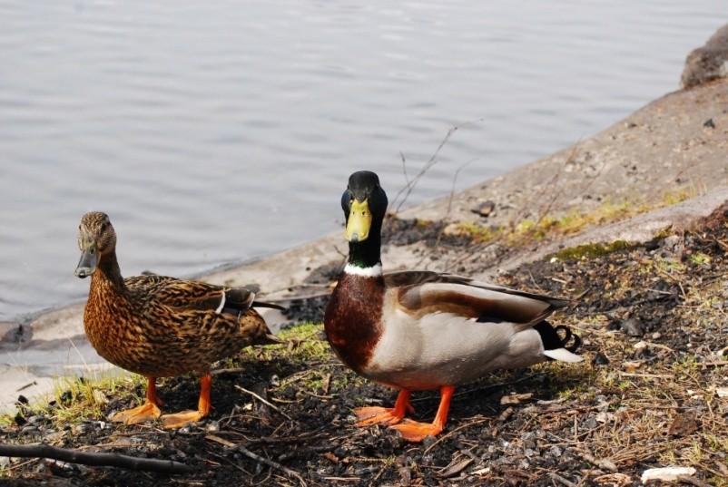 Artene ivaretas og skal forekomme i levedyktige bestander i sine