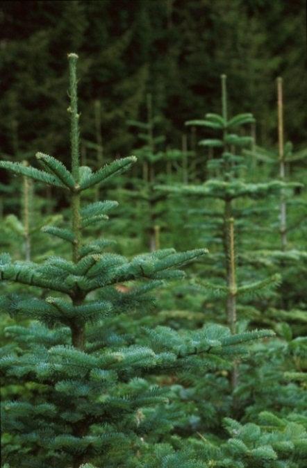 4.0 Retningslinjer for utplanting til juletreproduksjon Tabell 1. Oversikt over noen aktuelle arter for juletreproduksjon og deres status i Fremmede arter i Norge med norsk svarteliste 2012.