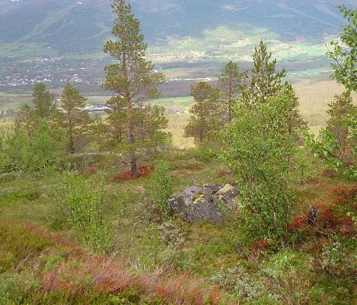 Sp.kl. Freidig ønsker norske og utenlandske o-løpere velkommen til Norsk O-festival i Oppdal 23.-25. juni 2017.