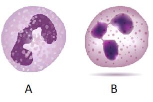 Sykehuset valgte nøytrofile granulocytter som en av parameterene til vårt studie, og vi velger dermed å vektlegge denne typen leukocytt. Kun nøytrofile granulocytter nevnes i teksten nedenfor. 2.3.