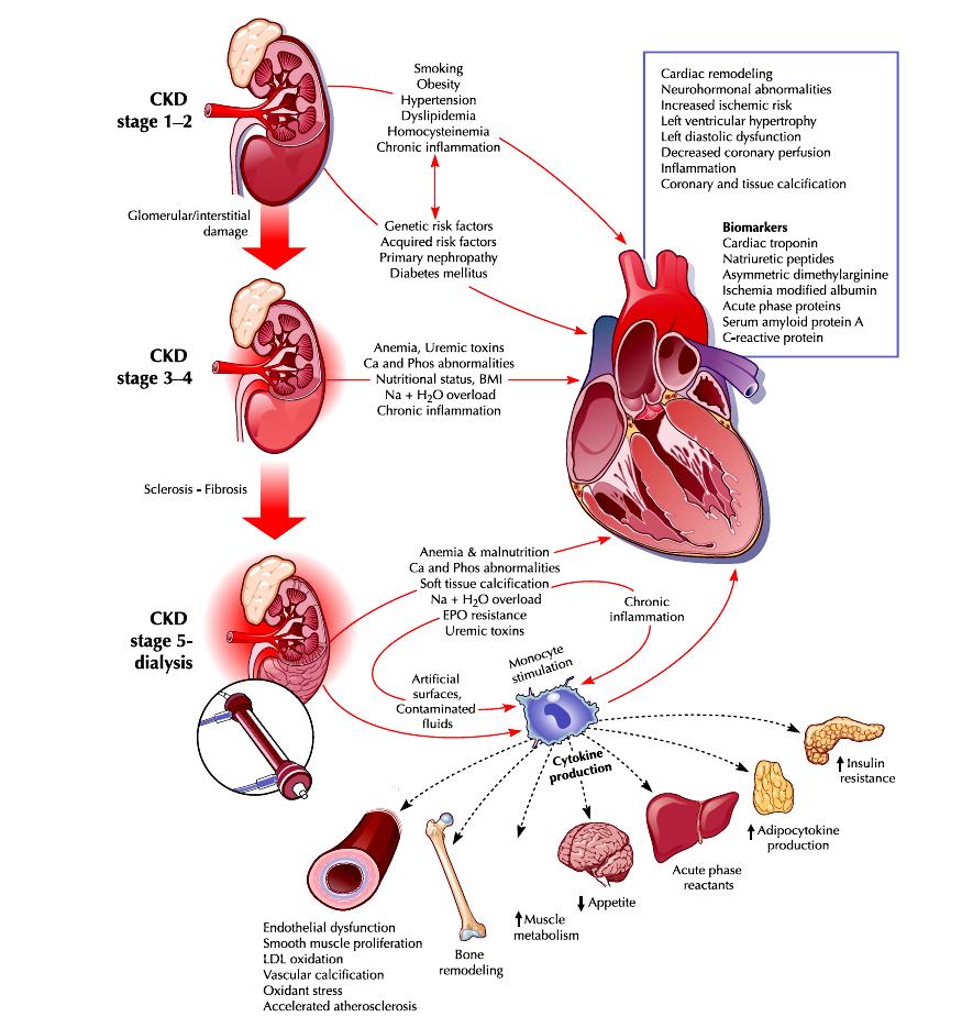 egfr 60 ml/min/1.