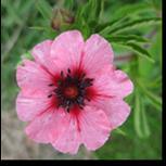 H5 Potentilla nepalensis «Miss Willmott» nepalmure Trives både i sol og halvskygge.