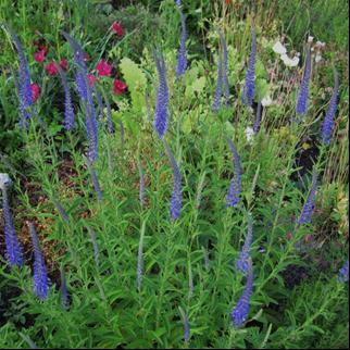 Blomstrer juni-juli med gullgule, halvfylte, åpne blomstrer. Gjerne fuktig vokseplass.