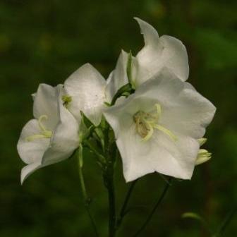 Er lettstelt og villig, og blomstrer juni-juli. Høyde 75cm. H7-8.