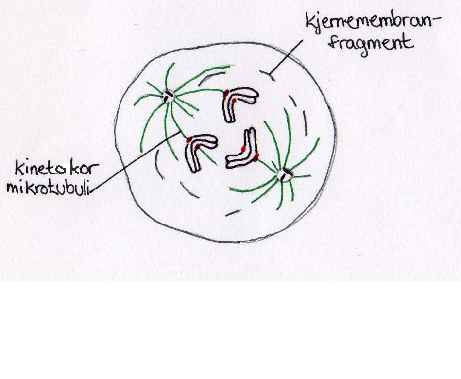(Figur D). Festing av søsterkromatidene til spindelen, kondensering av kromosomene og reorganisering av søsterkromatidene er også et resultat av CDK1-, Aurorakinase- eller PLKaktivitet 8-10, 37, 38.