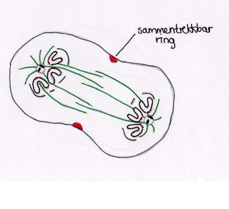 cytokinesebroen 49, 55, 56. ESCRTIII rekrutterer Spastin som kutter over mikrotubulibunten i cytokinesebroen på dette stedet 47, 49, 57.