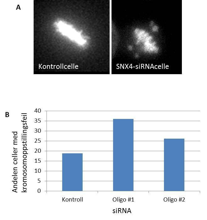 Figur 12: Celler transfektert med SNX4-siRNA har en høyere andel celler med kromosomoppstillingsfeil A) Figuren viser to nærbilder av to ulike celler fra den samme cellefilmen som nevnt i Figur 10.