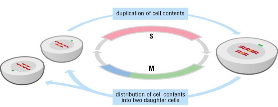 2 Biologien om celler og kreftceller 2.1 Cellesyklusen Alle levende organismer, fra encellede bakterier til flercellete pattedyr, er produkter av gjentatte runder med cellevekst og deling.