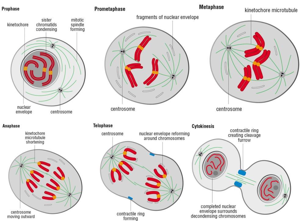 2.1.1 Stadiene under mitose Mitose produserer to celler hvor hver inneholder en identisk sett av morcellens kromosomer.