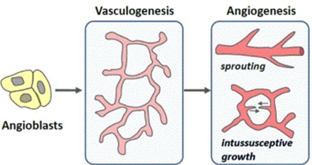 2.5 Angiogenese 2.5.1 Innledning Alle cellene i kroppen har bestemte og forskjellige behov ut ifra hvilke funksjoner de skal utføre.