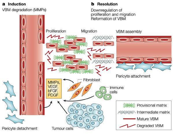 endotelceller. Denne bindingen vil aktivere endotceller i å produsere matriks metalloproteinase (MMP).