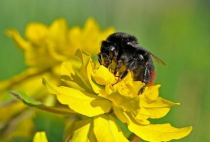 vegetasjonen etableres så tidlig at den blomstrer i god tid før kløveren,