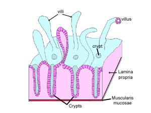 Lamina epithelialis: Villi og Lieberkhusnke krypter er bekledd med enlaget sylinderepitel som består av celletypene: De absorptive cellene, høyt sylindriske med basalt stillende ovale kjerner, den