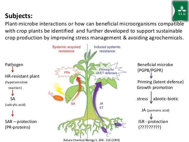 Spm: SAR-mikrober, indusert resistens SAR-mikrober Systemic Acquired Resistance is a "whole-plant" resistance response I stedet for å vente på at