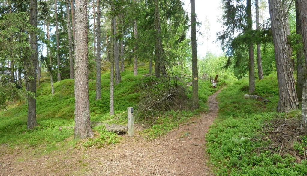 E6 Moelv-Biri Konsekvenser for justert trasealternativ i Ringsaker, delutredning for landskapsbilde 15 Pilegrimsleden går gjennom Moskogen. Skogen er tett i enkelte områder og preges av bartrær. 4.