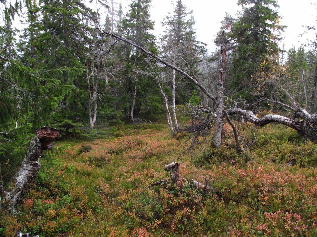 innslag av bergvegger og sva