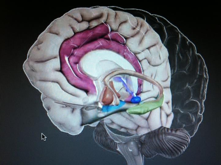 Prefrontal korteks (tenkning og høyere mentale funksjoner) Hjernestammen (drifter