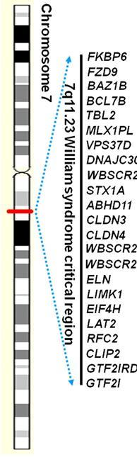 Oversikt over gener i 7q11.