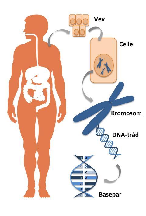 Litt om kromosomer og gener Mennesket har 46 kromosomer, dvs 23 par Et kromosom i paret er fra mor og et fra far Hvert kromosom inneholder