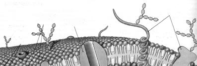 Fettsyrer (eks. palmitinsyre Fosfolipider (eks. sphingomyelin) Den hydrofobe delen ( halen ) i disse molekylene vil orientere seg mot hverandre, mens det hydrofile hodet vil vende ut mot vannet.