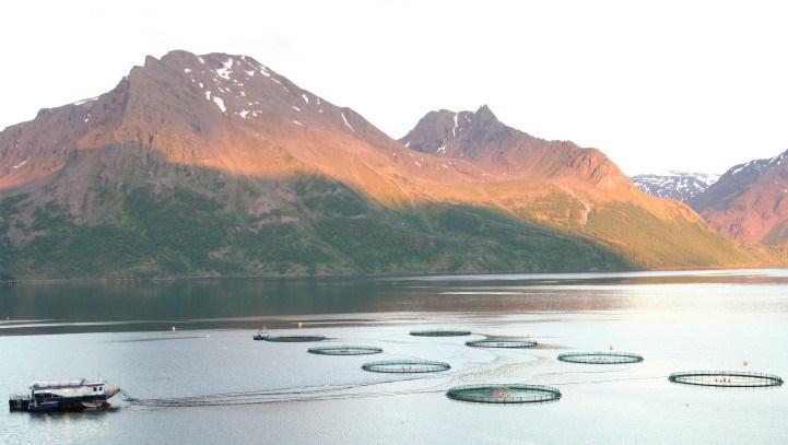 Fiskeoppdrett Innholdsfortegnelse 1) Lakselus 2) Tilførsler av næringssalter fra fiskeoppdrett 3)