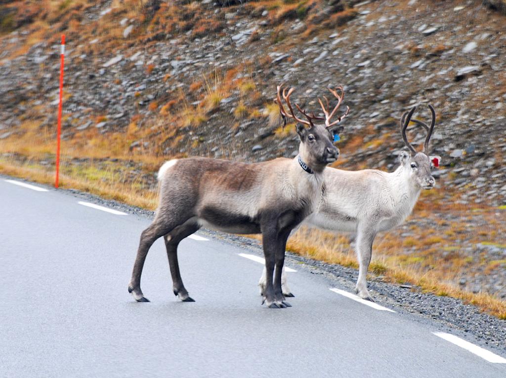 Ikke-prissatte konsekvenser KVU E6 Mørsvikbotn - Ballangen R A P P O R T Veg-