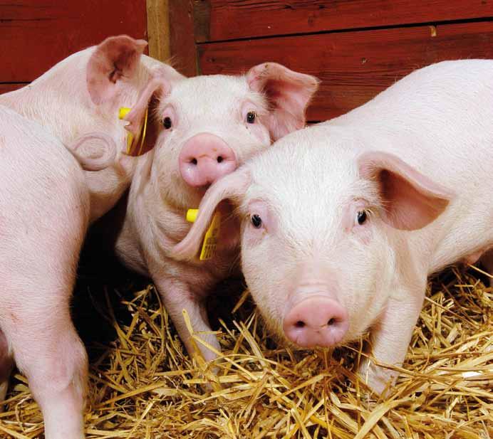 Organisering og medlemskap Betydning og bruk av data Ingris er den landsomfattende husdyrkontrollen på gris og er et registrerings- og styringsverktøy for svineprodusenter.