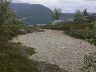 Deltema kulturhistorie_ 12 Figur 2. Boplass fra eldre steinalder ved Børjeneset (Brønnøy kommune). I den åpne grusflata er det oppsamla ei rekke steinartefakter av flint og bergkrystall. (Foto: A.