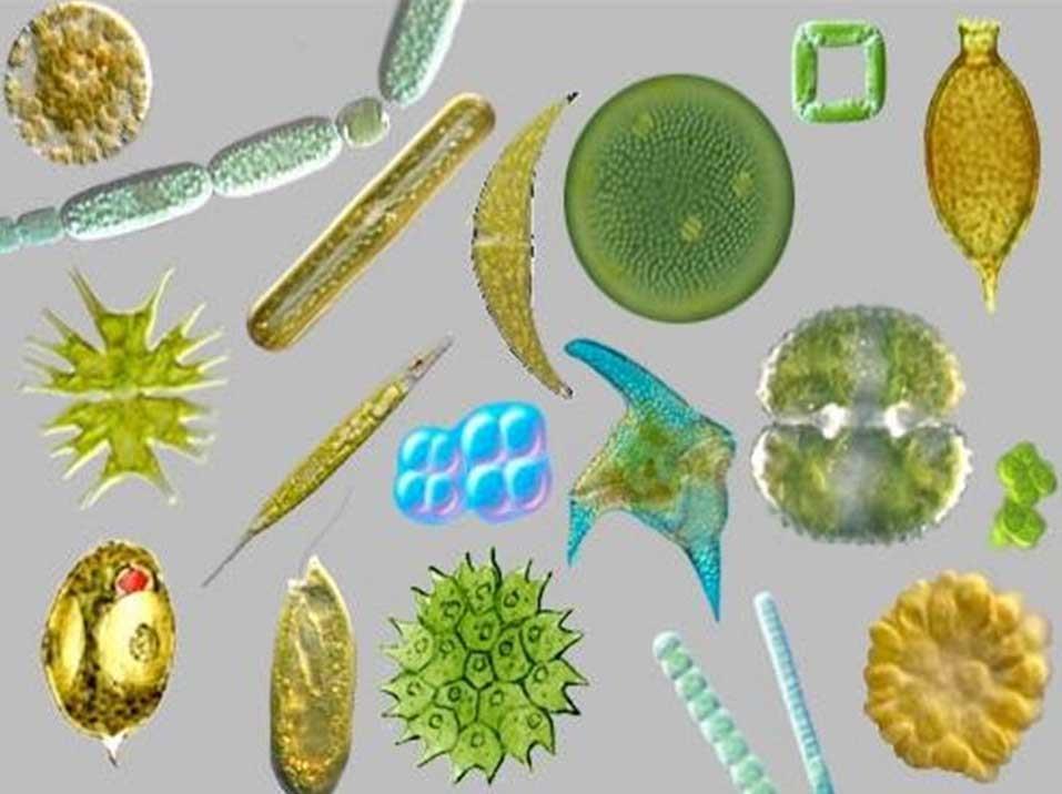 1. Den ideelle produksjonsstammen 1. Stor gruppe av mikroorganismer med høy diversitet ( est 800 000 arter) 2.