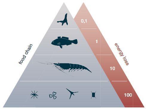 Bærekraftig fôrkilde nederst i næringskjeden Matproduksjon Omega-3 Protein & Omega-3 &Protein Omega-3 & Protein Laksefôr