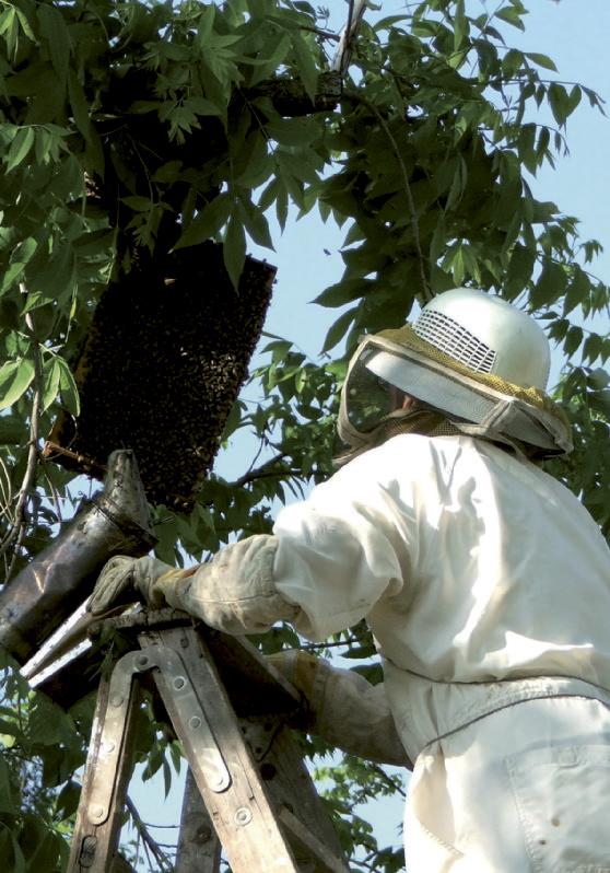 - en trist liten historie I India, ved Punjab-universitetet, ble det for en tid siden publisert en studie der man har sett på bier og bikuber i forhold til mobilstråling og effekten av denne.