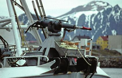 Foto: Karl Frafjord. Den årlige, norske kvoten av vågehval er i dag på nærmere tusen dyr.