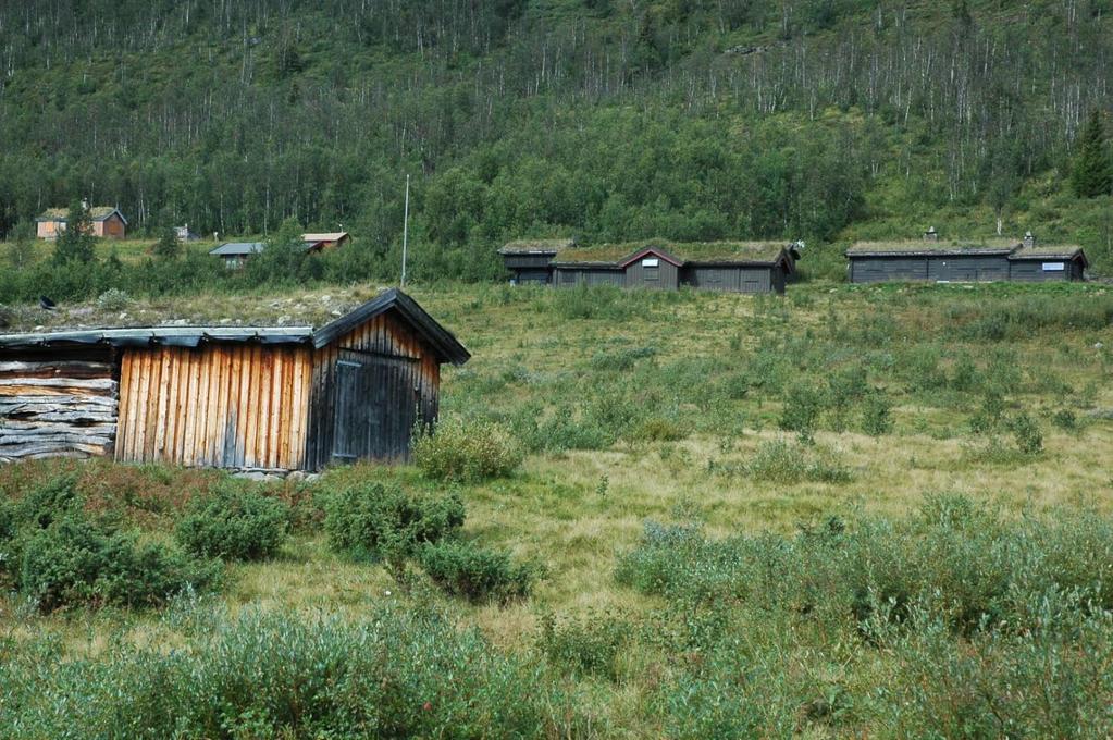 Artsliste for karplanter (*natureng- og seterplanter, indikatorer på lite gjødsla semi-naturlig eng i god kontinuitet): Aksfrytle*, aurikkelsveve*, bakkestarr*, bjørk, blåklokke*, dvergbjørk,