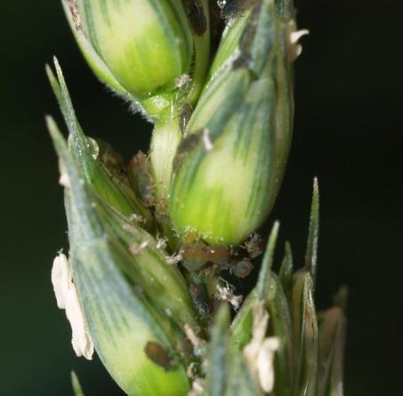 skadeterskel Mot trips ved angrep Mot minerflue når kornet har 3-4 blader Mot fritflue når kornet har 1-3 blader Dose: 15-40 ml per daa.