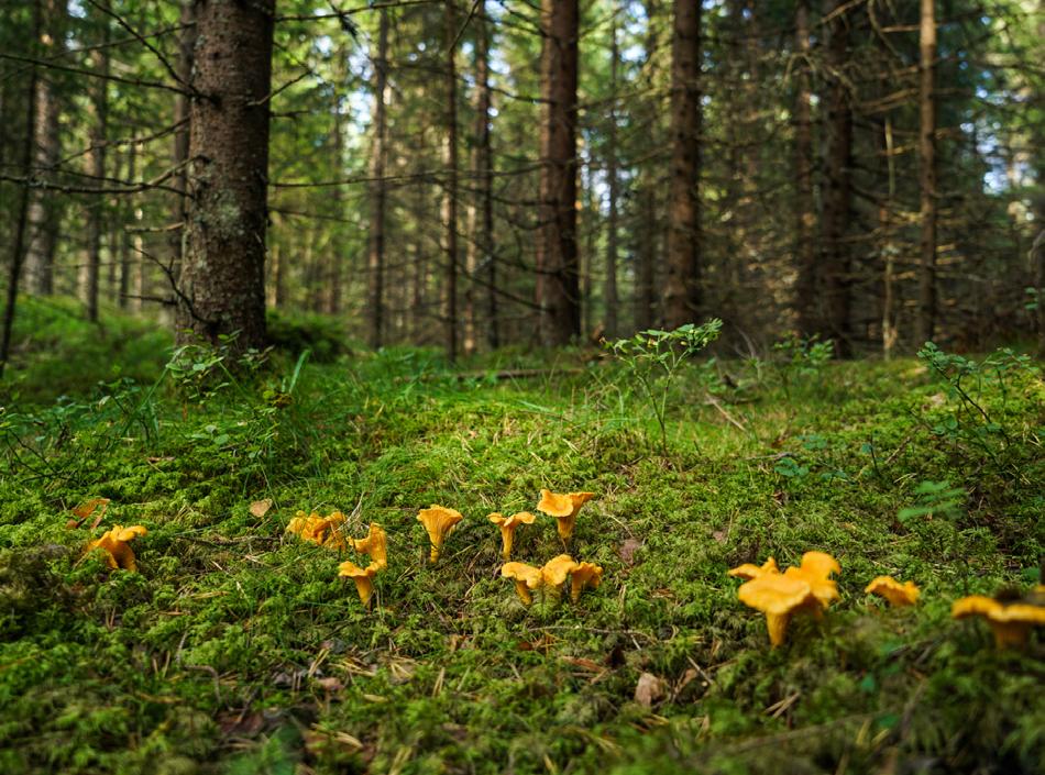 2 NATURFAG Les teksten og veg rett ord. Set strek over ordet som ikkje er rett. Naturfaglæraren på skolen til Suppatra synest/trur han er heldigare enn dei andre lærarane på skolen.