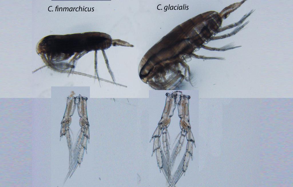 finmarchicus og C. glacialis hybridiserer, og også produserer fertilt avkom. Disse hybridene har som oftest egenskaper og morfologiske karaktertrekk fra begge foreldreartene.
