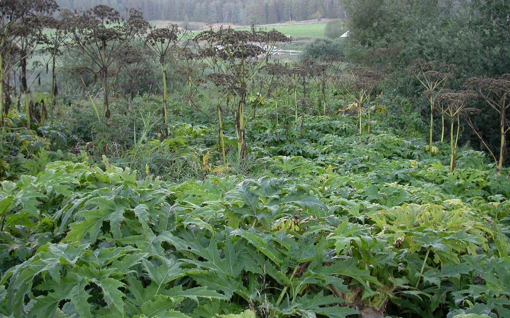 Utredning omkring bekjempelse av fremmede arter ved Helge Sjursen, Bioforsk