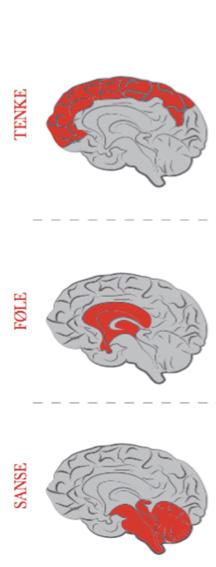 Forskjellige former for regulering Top-down (frontal cortex) - «Ta deg sammen» Samregulering pasienten