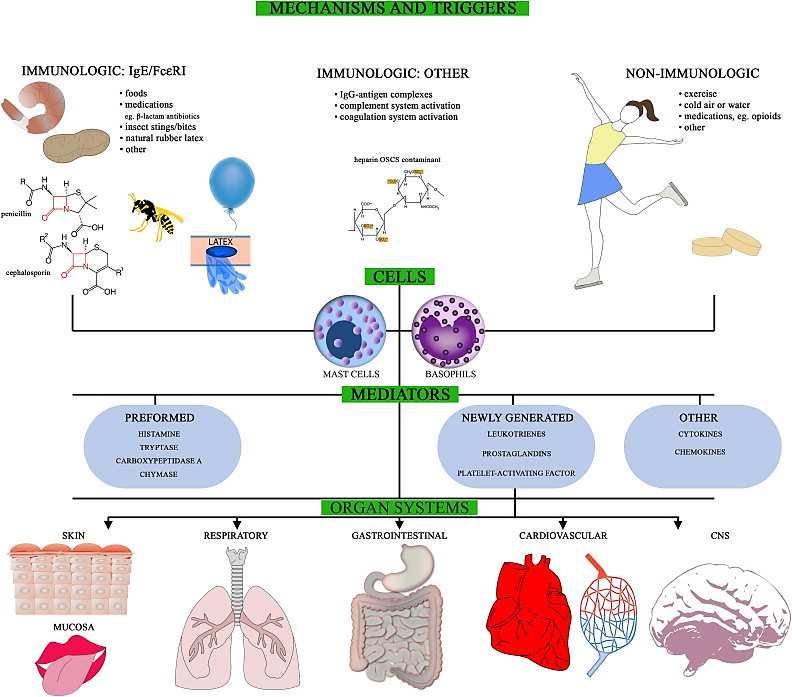 GRADERING IFLG EAACI POSITION PAPER GRAD HUD GIT RESPIRASJON SIRKULA- SJON NEVROLOGI MILD KLØE ØYNE/NESE/ GENERELT, FLUSHING, URTICARIA, ANGIOØDEM ORAL KLØE, LETT HEVELSE LEPPER, KVALME/ OPPKAST,