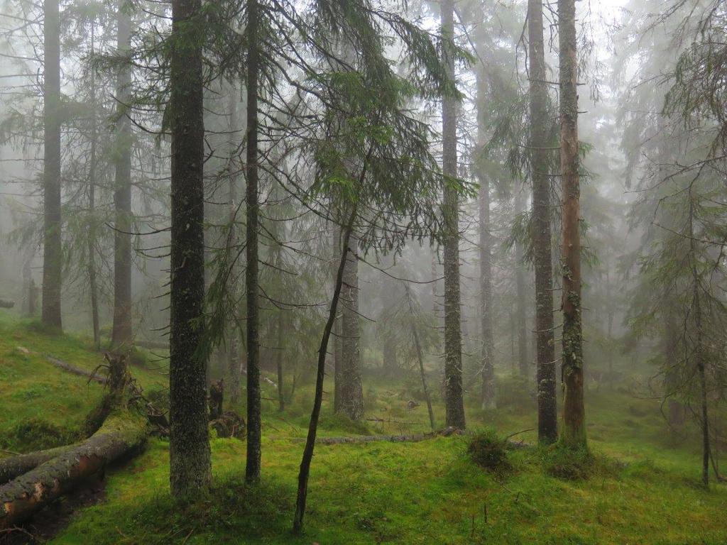 nyere granlæger (kjerne 1).