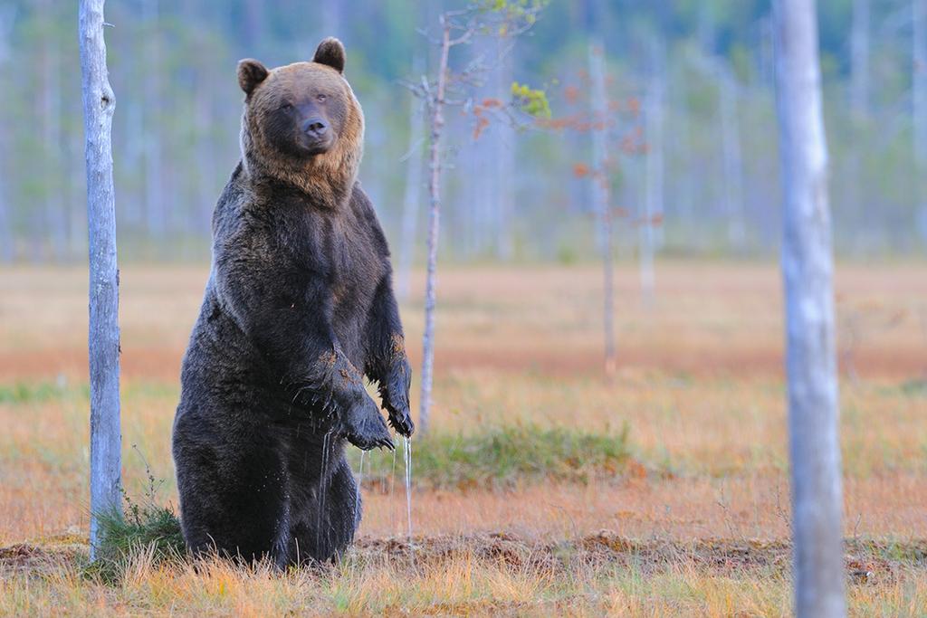 Over: Dette er bjørnen Asle -