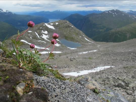 Møteinnkalling Jostedalsbreen nasjonalparkstyre Utval: Møtestad: Hotell Alexandra, Loen Dato: 01.09.2016 Tidspunkt: 17:00 Hei, Velkommen til haustens første møte i Jostedalsbreen nasjonalparkstyre.