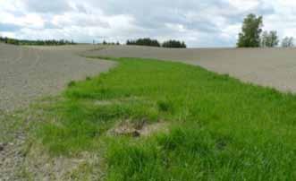 Grasdekte vannveier Redusert avrenning av jord, næringsstoffer (særlig fosfor) og plantevernmidler. Det anlegges grasdekke i forsenkninger og i striper på tvers av fallretningen inne på jordet.