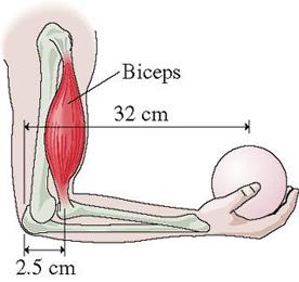 Mekanisk system - underarmen Ytre og indre krefter og momenter i en bicepscurl Momentbalanse mhp omdreiningsaksen i