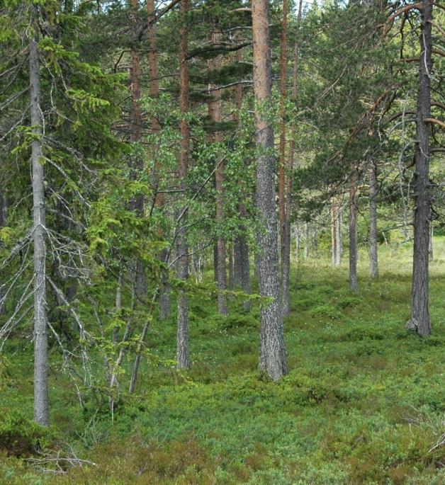 UTMARKSBEITE Utmarksbeite i produktiv skog som hovedregel er å regne som skogsmark.