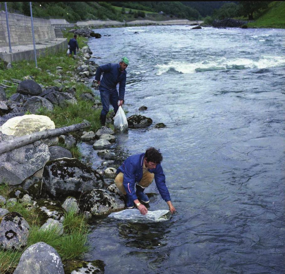 15. FISK OG FISKE- Stamfiske i Aurlandselva, oktober 1980. FORVALTNING Det var en berettiget bekymring i forkant av utbyggingen om hvordan det ville gå med fisket i Aurlandselva.